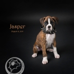 Jasper 2017